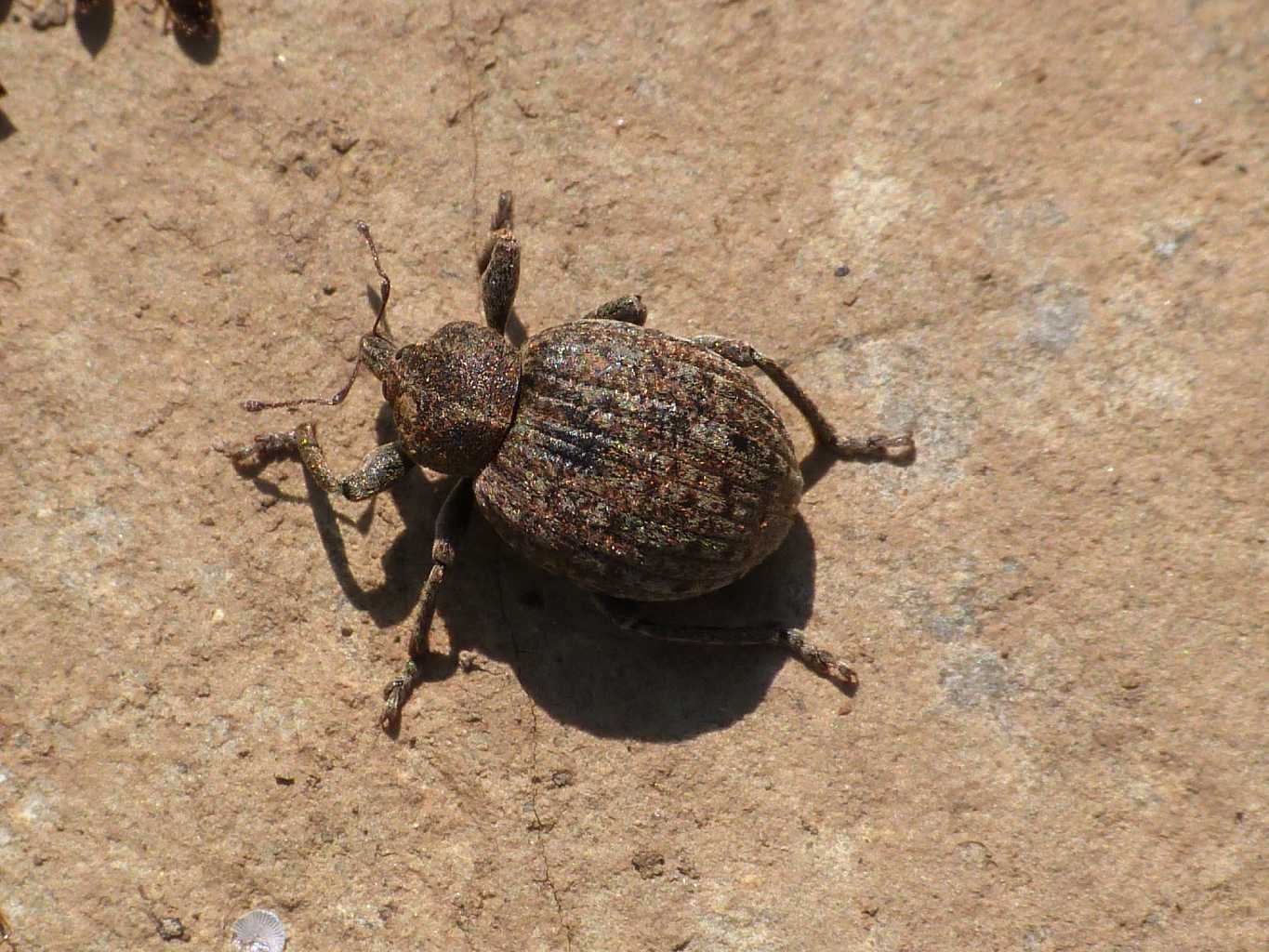 Donus salviae